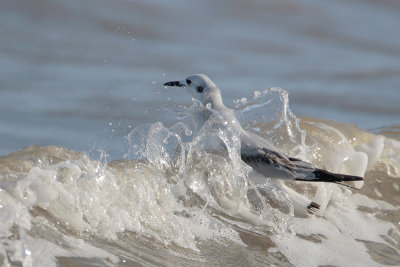 Bonaparte's Gull