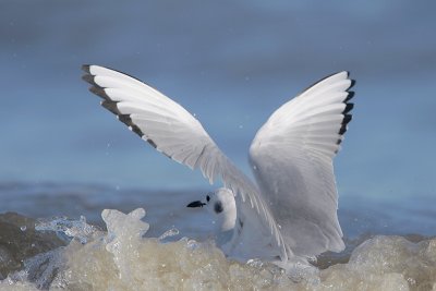 Bonaparte's Gull