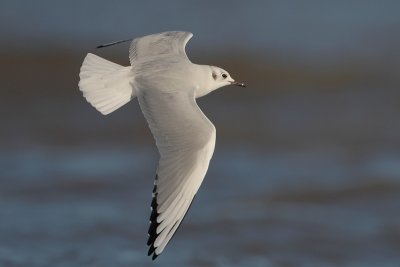 Bonaparte's Gull