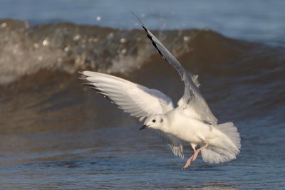 Bonaparte's Gull