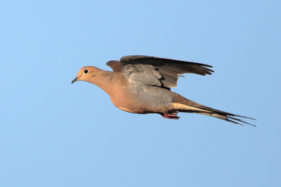 Mourning Dove
