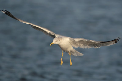 Ring-billed Gull