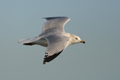 Ring-billed Gull