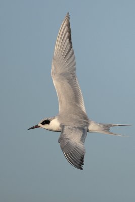 Forster's Tern