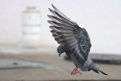 Rock Pigeon