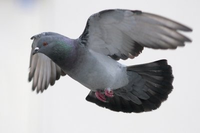 Rock Pigeon