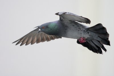 Rock Pigeon