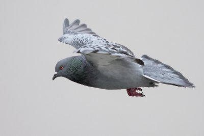 Rock Pigeon