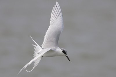 Forster's Tern