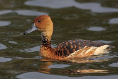 Fulvous Whistling-Duck