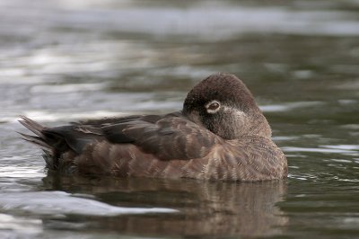 Ring-necked Duck