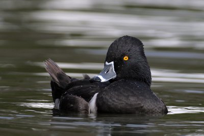 Ring-necked Duck