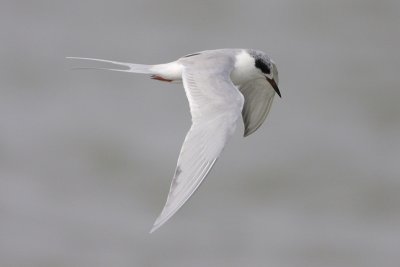 Forster's Tern