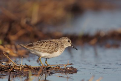 Least Sandpiper