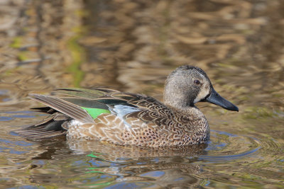 Blue-winged Teal