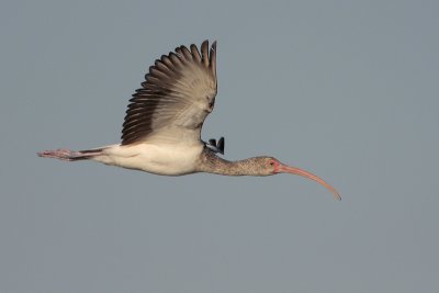 White Ibis