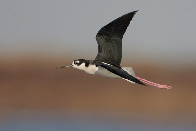 Black-necked Stilt