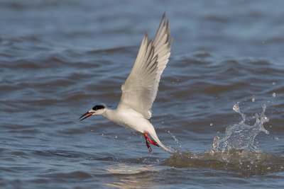 Forster's Tern