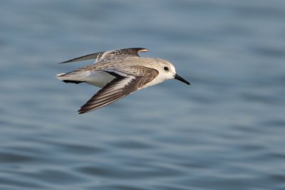 Sanderling