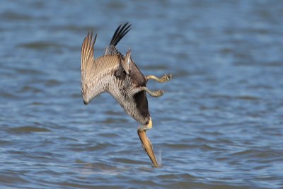 Brown Pelican