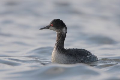 Eared Grebe