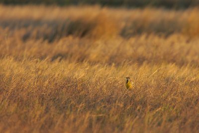 Eastern Meadowlark