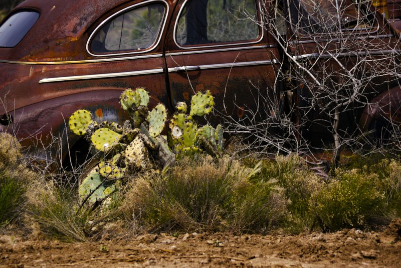 Cactus bound, Cordes Junction, Arizona, 2011