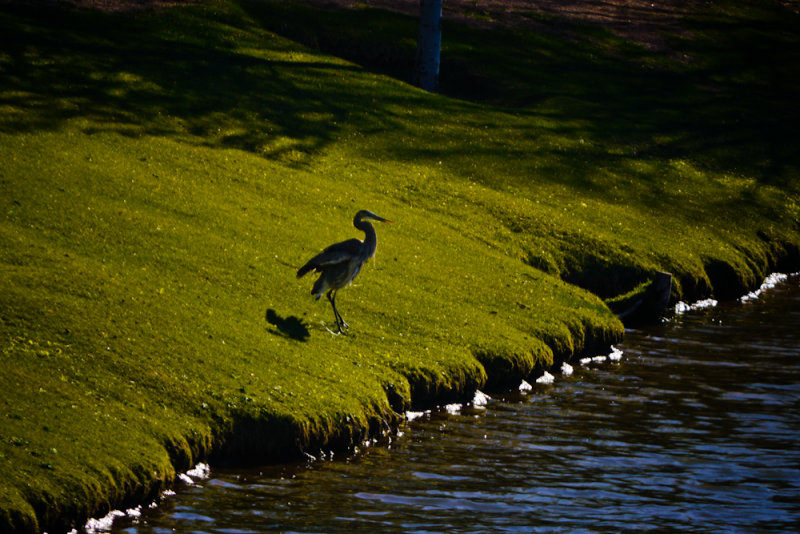 Heron, Green Valley Park, Payson, Arizona, 2011