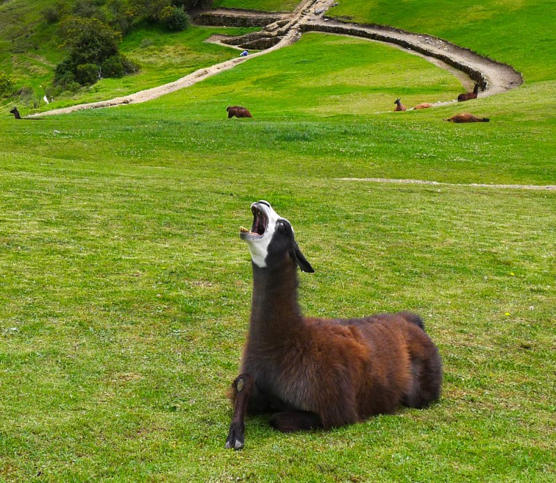 Laughing llama, Ingapirca, Ecuador, 2011