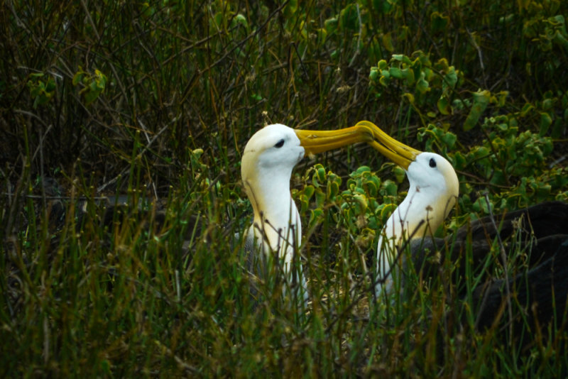Mating dance, Waved Albatrosses, Punta Suarez,  Espanola Island, The Galapagos, Ecuador, 2012
