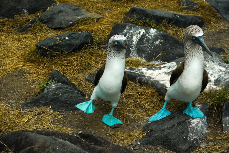 Courtship dance, Blue Footed Boobies, Punta Saurez, Espanola Island, The Galapagos, Ecuador, 2012