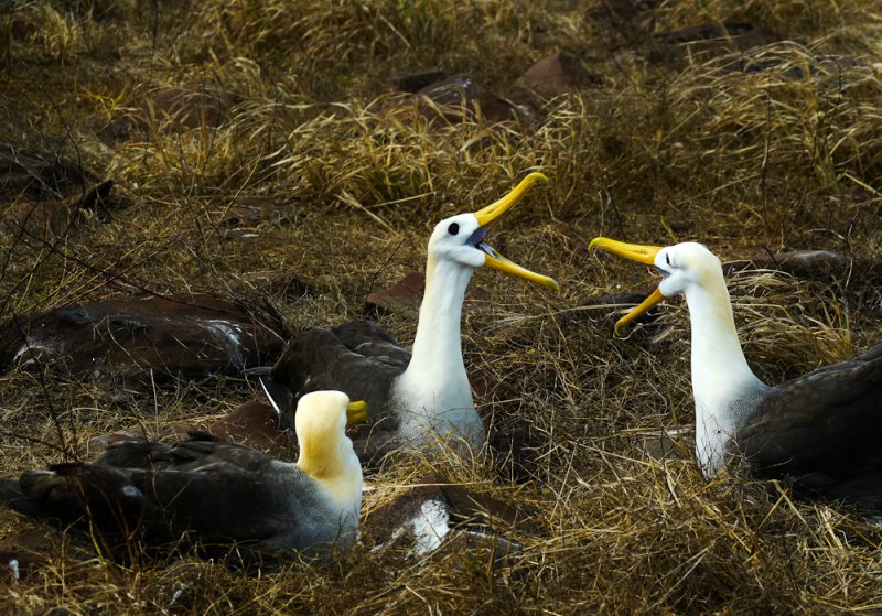 Courting Waved Albatrosses, Punta Saurez, Espanola Island, The Galapagos, Ecuador, 2012