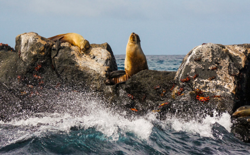 Rocks, spray, sea lions, and crabs off Santa Fe Island, The Galapagos, Ecuador, 2012