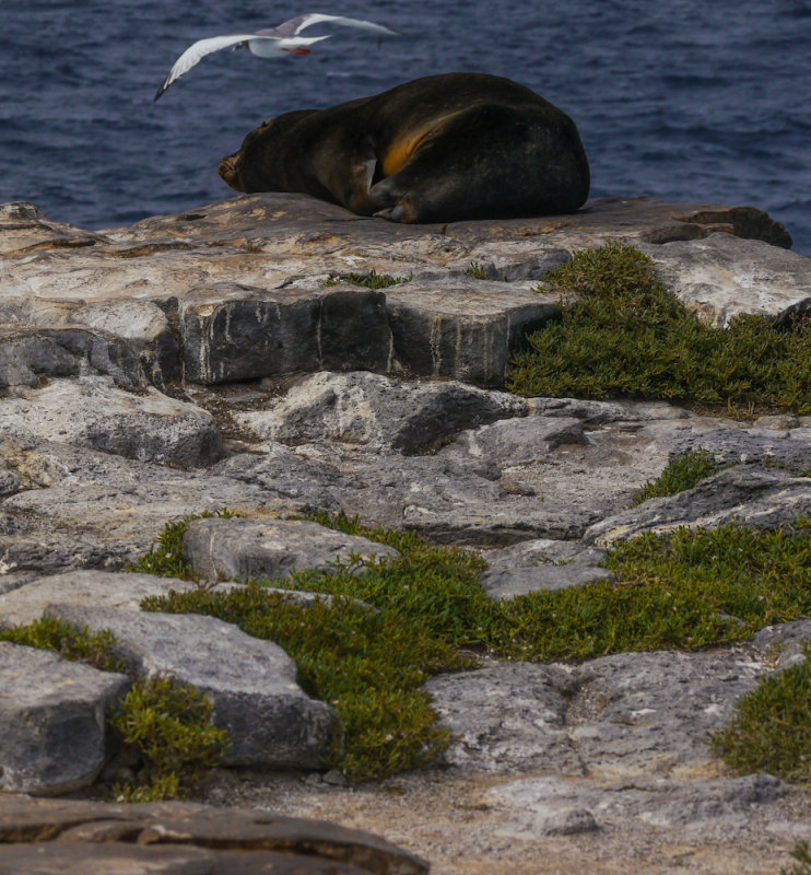 At cliffs edge:  Swallow-tailed gull and Galapagos Sea Lion, South Plaza Island, The Galapagos, Ecuador, 2012