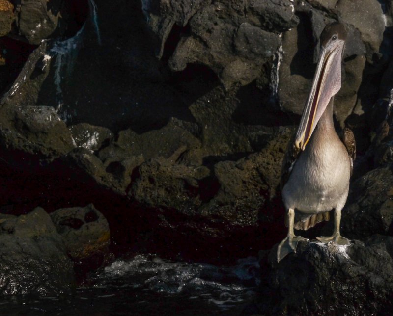 Pelican den, Isabela Island, The Galapagos, Ecuador, 2012