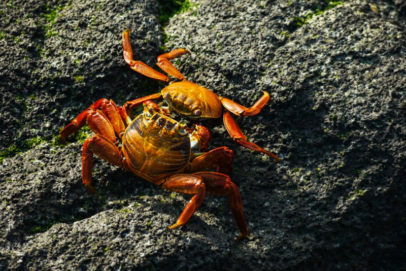 Crab clash, Punta Espinosa, Fernandina Island, The Galapagos, Ecuador, 2012