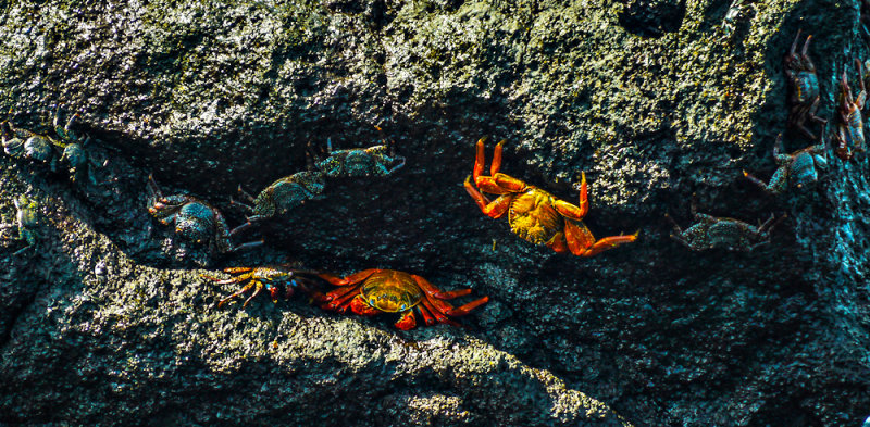 Sally Lightfoot crabs, Urbina Bay, Isabela Island, The Galapagos, Ecuador, 2012