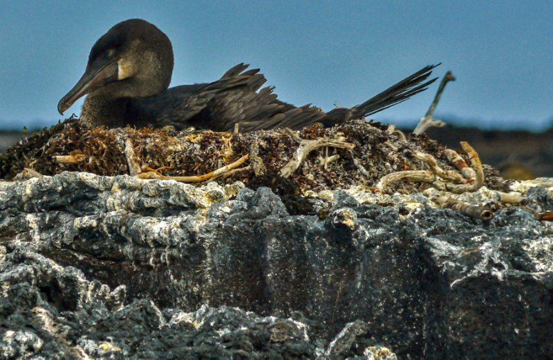 Nesting Flightless Cormorant, Punta Moreno, Isabela Island, The Galapagos, Ecuador, 2012