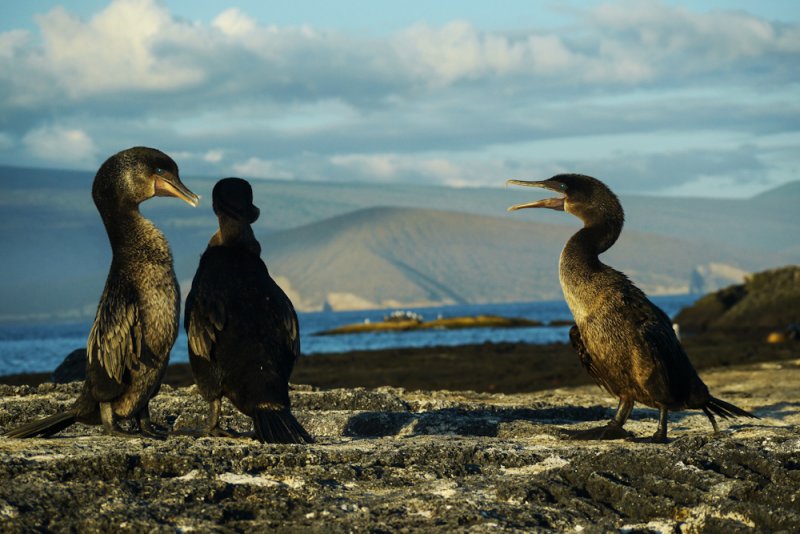 Mating debate, Flightless Cormorants at Punta Espinosa, Fernandina Island, The Galapagos, Ecuador, 2012