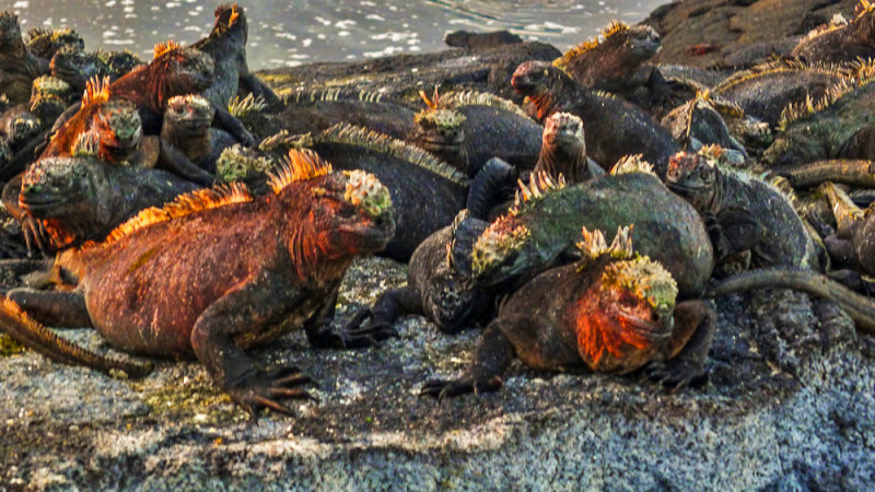 Marine Iguanas, Punta Espinosa, Fernandina Island, The Galapagos, Ecuador, 2012