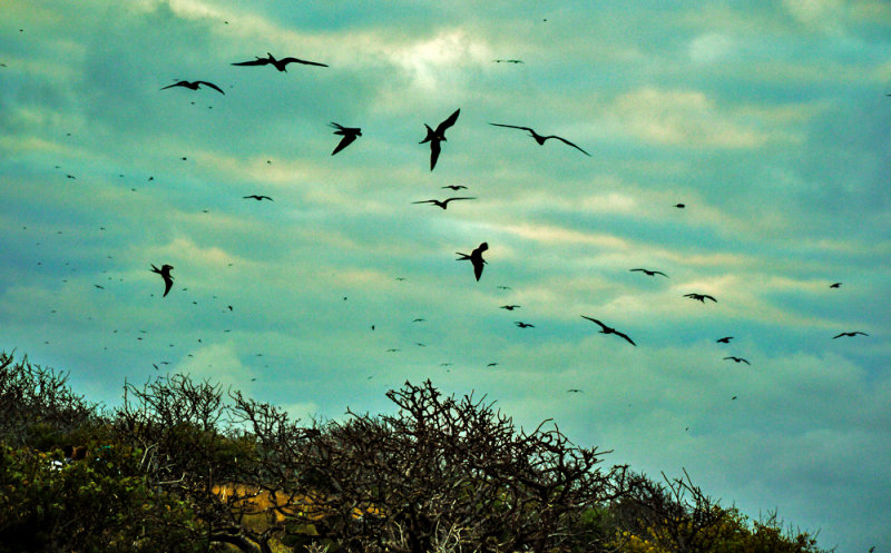 Bird storm, Seymour Island, The Galapagos, Ecuador, 2012