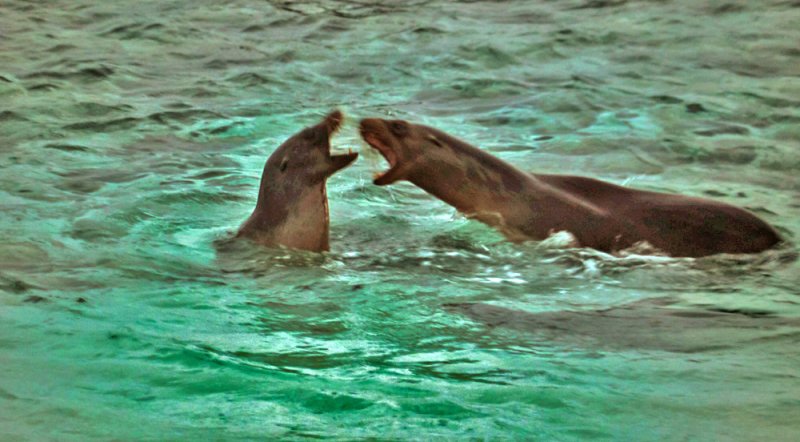 Argument in the surf, Mosquera Island ,The Galapagos, Ecuador, 2012