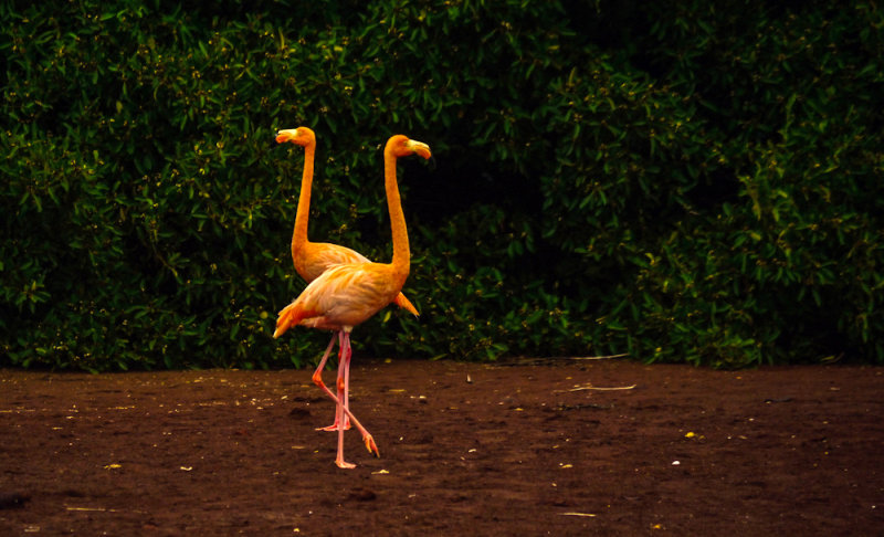 Flamingo Duet, Rabida Island, The Galapagos, Ecuador, 2012