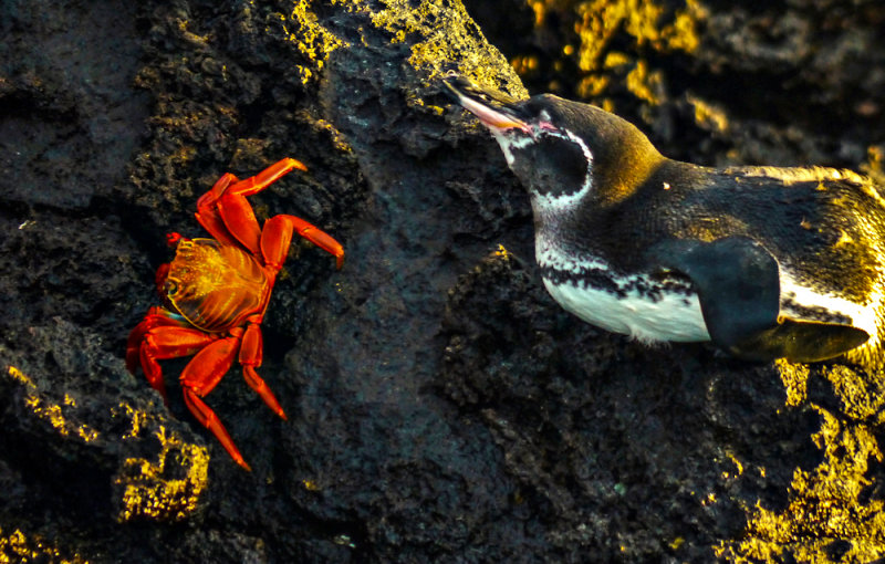 The crab and the penguin, Santiago Island, The Galapagos, Ecuador, 2012