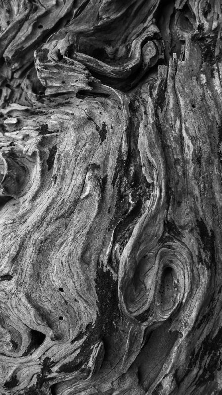 Detail, Cypress branch, Point Lobos State Natural Reserve, Carmel, California, 2012