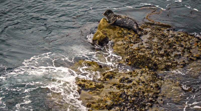 California Harbor Seal, Point Lobos State Natural Reserve, Carmel, California, 2012