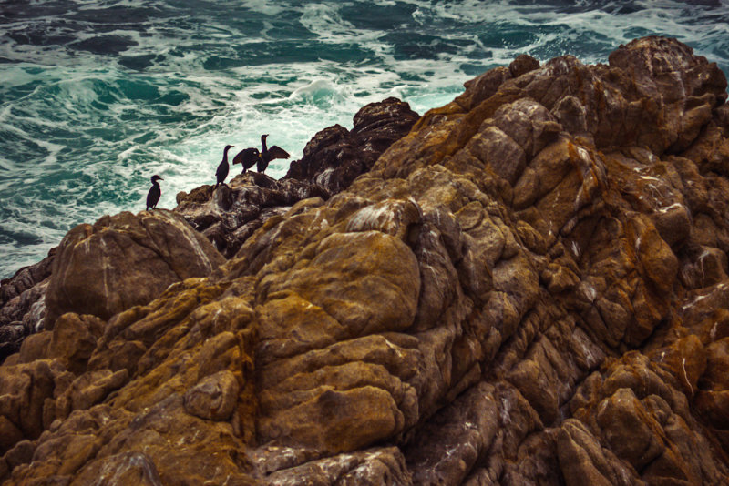 Brandts Cormorants, Point Lobos State Natural Reserve, Carmel, California, 2012
