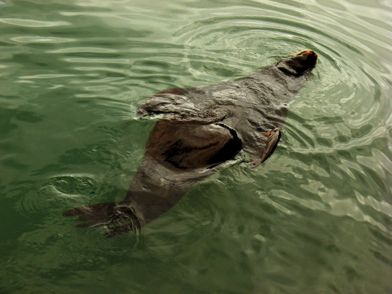 Sea lion, Newport, Oregon, 2006