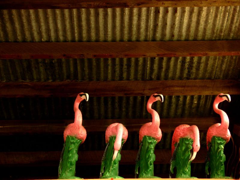 Flamingo Roost, Clatskanie, Oregon, 2006