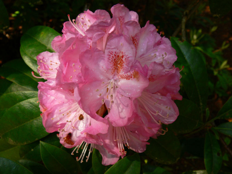 Rhododendron, Florence, Oregon, 2006